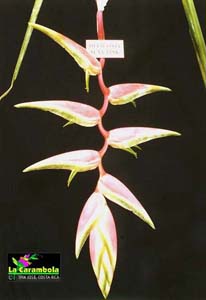 Heliconia chartaceae