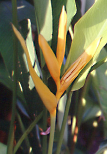 Heliconia psittacorum hybridum