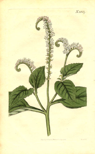 Heliotropium indicum 