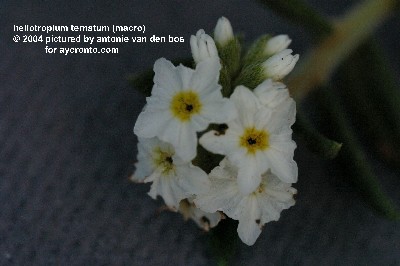 Heliotropium ternatum  