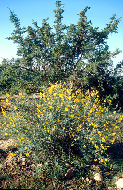 Hesperolaburnum platycarpum