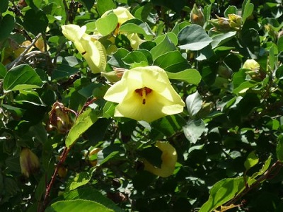 Hibiscus hamabo 