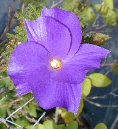 Hibiscus huegelii