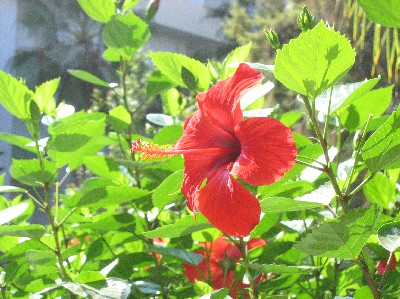 Hibiscus rosa-sinensis 