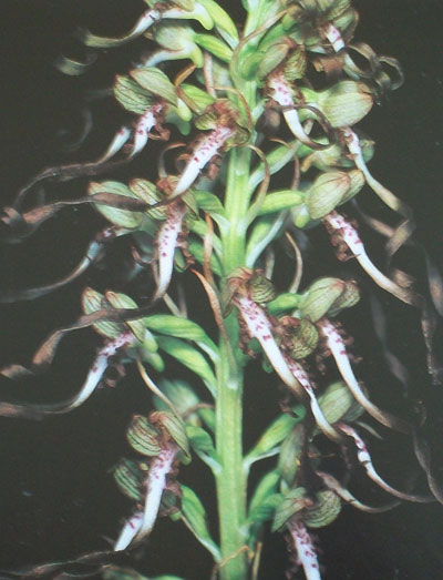 Himanthoglossum hircinum
