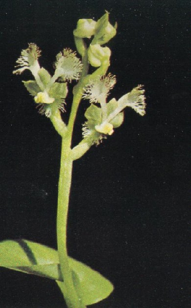 Huttonaea pulchra