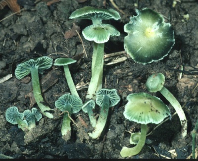Hygrocybe viridiphylla