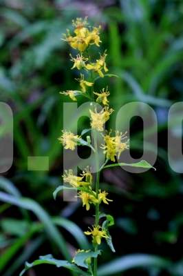Hypericum linarifolium 