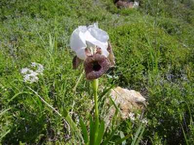 Iris bismarkiana
