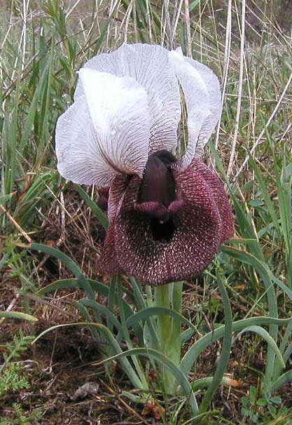 Iris elegantissima 
