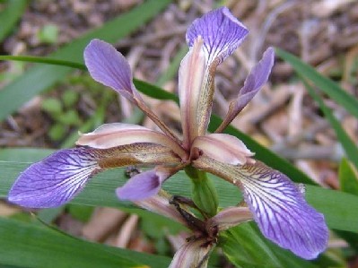 Iris foetidiissima