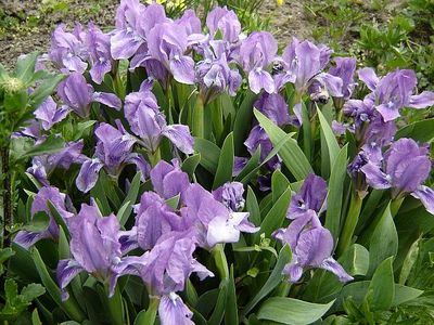 Iris pumila 