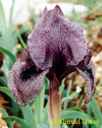 Iris sofarana