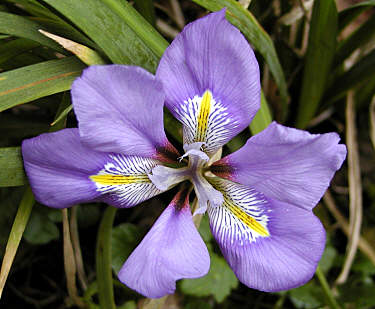 Iris stylosa (unguicularis)