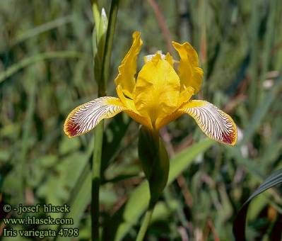 Iris  variegata