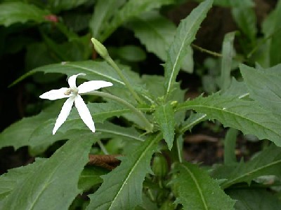 Isotoma longiflora