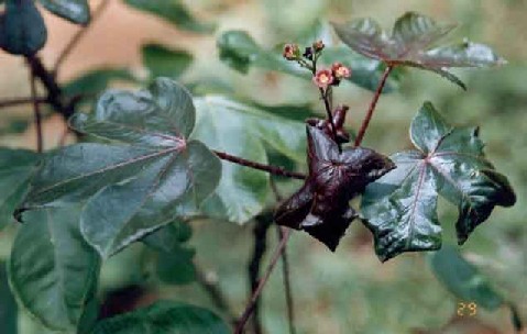 Jatropha gossipifolia