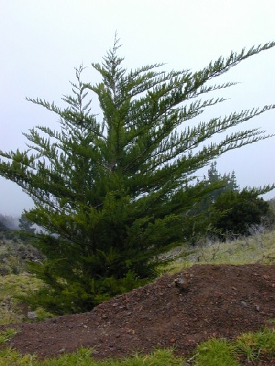 Juniperus bermudiana