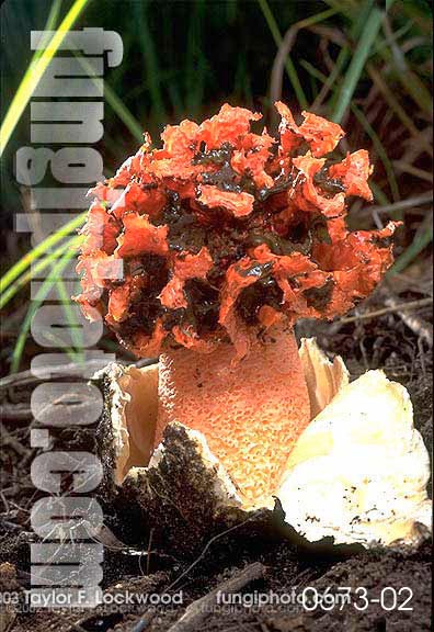 Kalchbrennera corallocephala