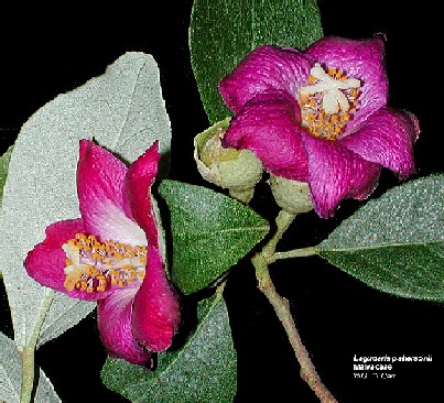 Lagunaria pattersonii