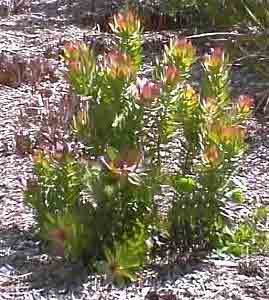 Leucadendron tinctum