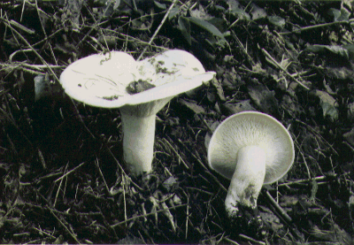 Leucopaxillus giganteus 