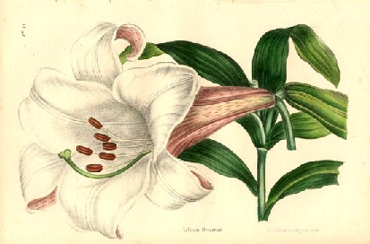 Lilium brownii