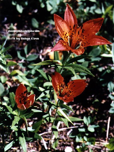 Lilium philadelphicum
