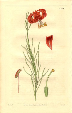 Lilium tenuifolium