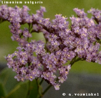 Limonium vulgare 