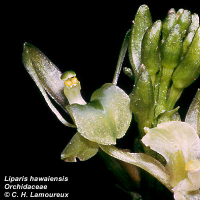 Liparis hawaiensis