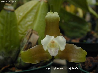 Lycaste macrophylla