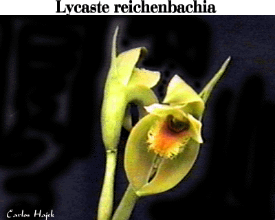 Lycaste reichenbachia