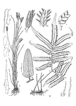 Lygodium volubile