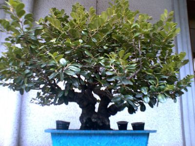 Maba buxifolia