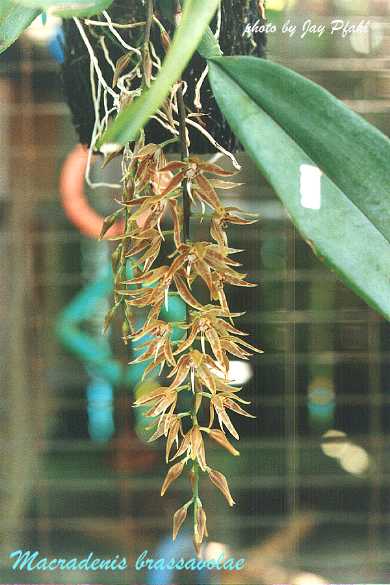 Macradenia brassavolae