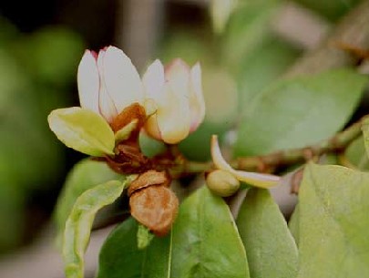Magnolia pumila