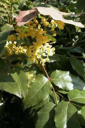 Mahonia (Berberis) aquifolium