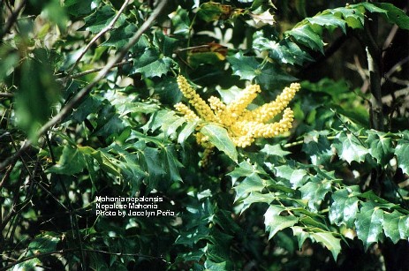 Mahonia nepalensis