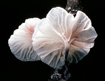 Marasmiellus candidus