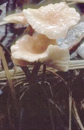 Marasmius  scorodonius