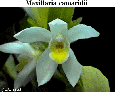 Maxillaria camaridii