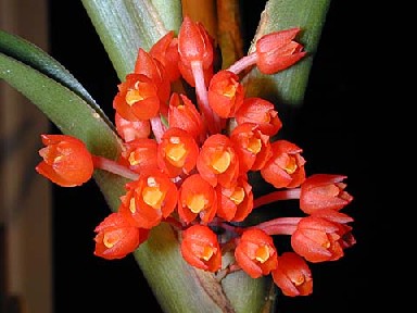 Maxillaria fulgens