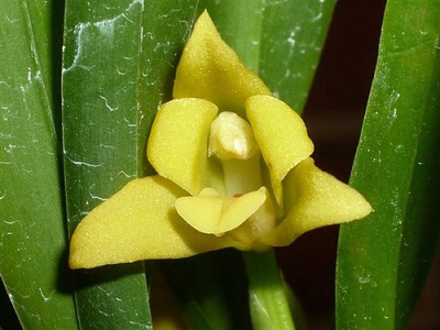Maxillaria guareimensis