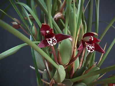 Maxillaria houtteana