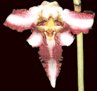 Maxillaria pyhalae