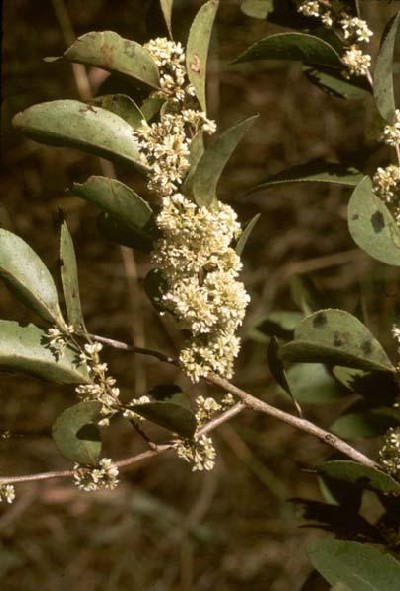 Maytenus senegalensis