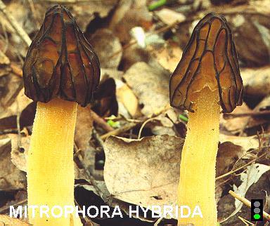 Mitrophora hybrida