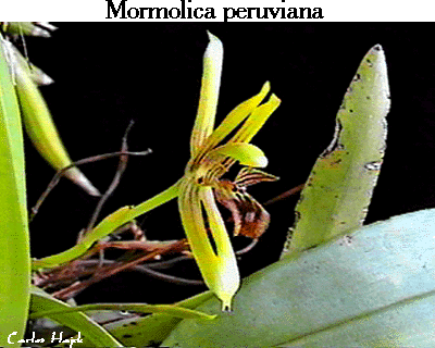Mormolyca peruviana