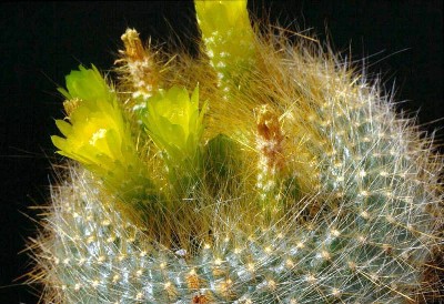 Notocactus graessnerii
